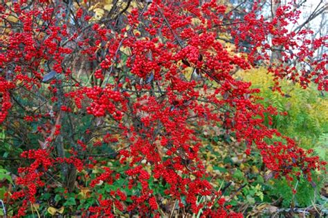 Ilex verticillata ‘Winter Red’ | Kiefer Nursery: Trees, Shrubs, Perennials