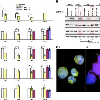 Schematic Representation Of The Tet Off System The TTA Binds Spe