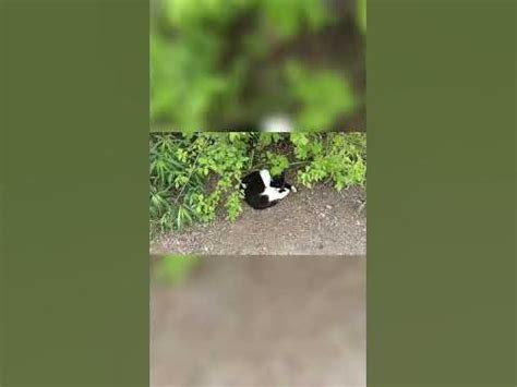 Котик на отдыхе - YouTube