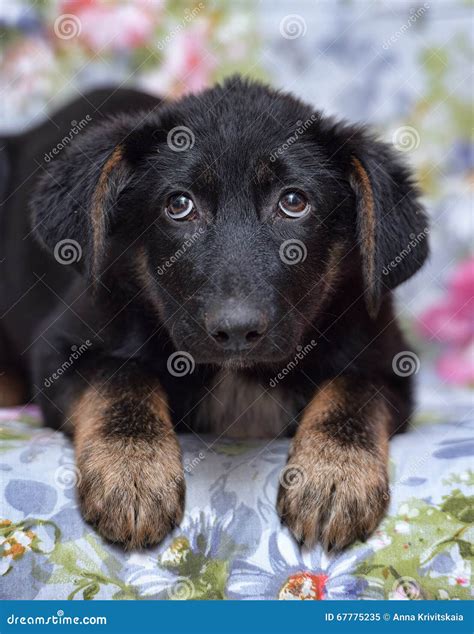 Scared pooch puppy stock image. Image of brown, doggies - 67775235