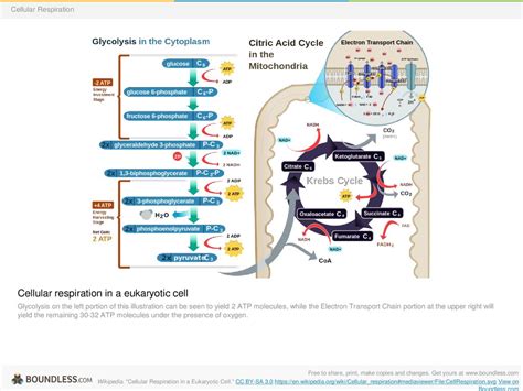 Boundless Lecture Slides Ppt Download