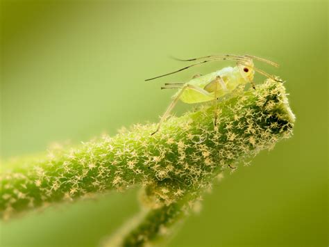 Plant Pests Aphids