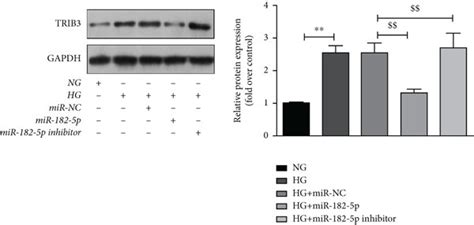 TRIB3 Is A Downstream Target Of MiR 182 5p A Binding Sites Between