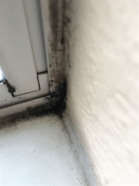 Understanding Black Mold Removal Tips Tricks