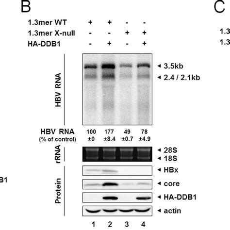 The DDB1 HBx Interaction Is Dispensable For HBx Stimulated Viral DNA