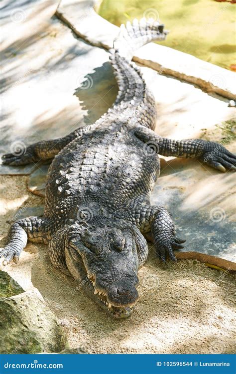 Crocodile in Mexico Riviera Maya Stock Photo - Image of crocodile ...