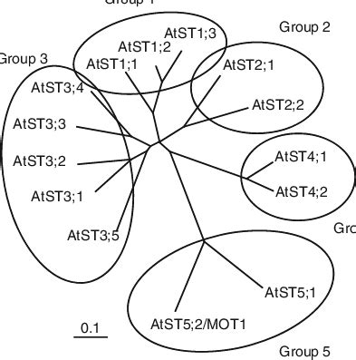 Phylogenetic Representation Of The Arabidopsis Sulp Sulfate Transporter