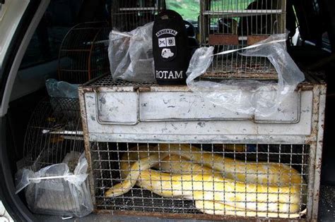 Cobras em cativeiro Animais Silvestres e Exóticos em Cativeiro