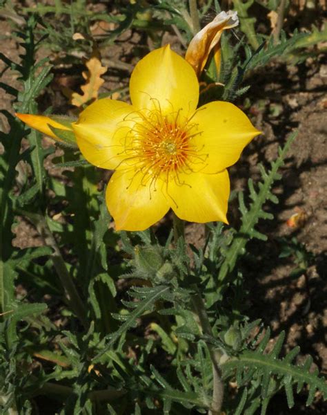 Blazing Star | Mountain Meadows