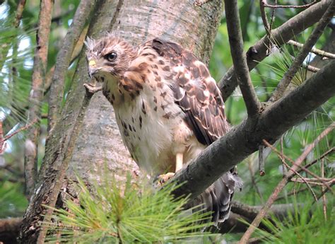 Recent Sightings: Broad-winged Hawk Nest and Family