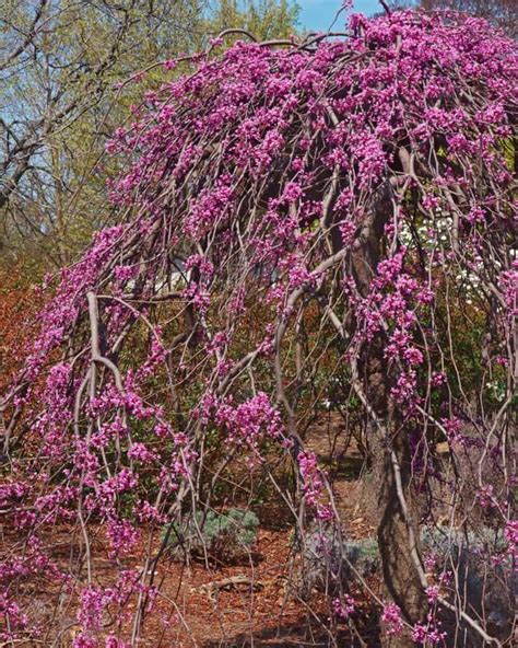 7 Breathtaking Weeping Redbud Trees You Need to See