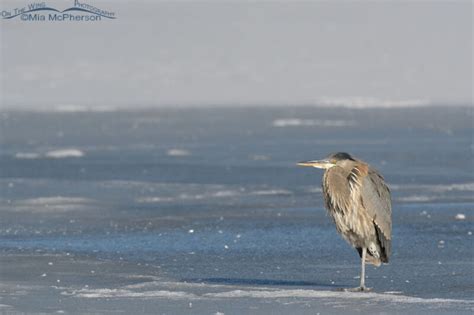 Immature Great Blue Heron At Rest On Ice Mia McPherson S On The Wing