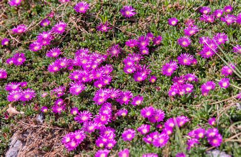 20+ Blue Ground Cover Plants | SamanthaGeorgie