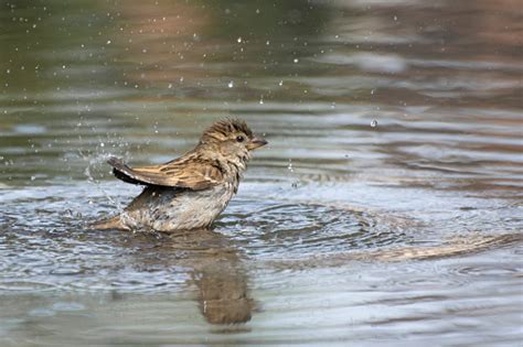 Burung Pipit Betina Mandi Di Genangan Air Foto Closeup Burung Pipit ...