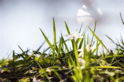 Bling Bling Foto & Bild | art, frühling, gras Bilder auf fotocommunity
