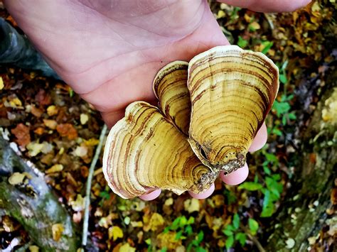 False Turkey Tail Mushroom Stereum Ostrea Oz Dried Ethically Wild