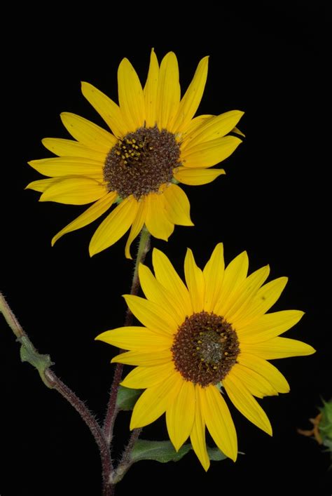 Helianthus annuus (Common Sunflower, Sunflower, Wild Sunflower) | North ...