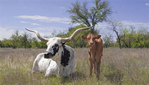 Love My Breed: Texas Longhorn Cattle - Hobby Farms