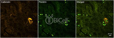 Histopathology Service Bicell Scientific®