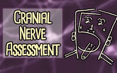 The Cranial Nerve Assessment for Nurses | Health And Willness