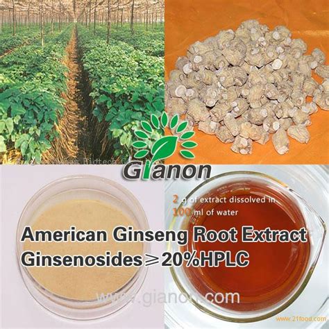 American Ginseng Root Extract Hplc China Gianon Price Supplier Food