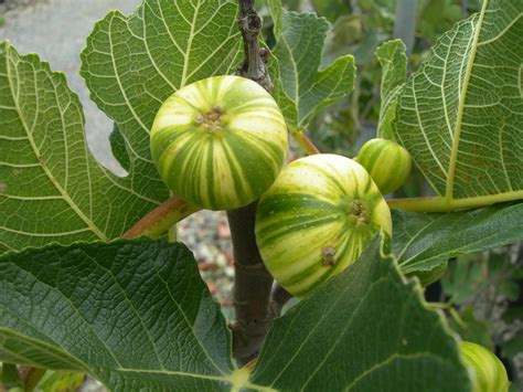 Ficus Carica Panache Fico Tigre