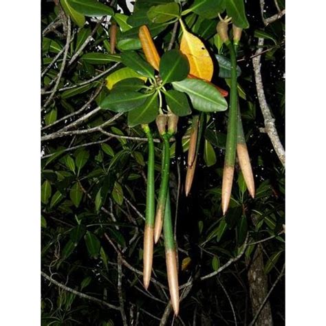 Jual Buah Bakau L Mangrove L Rhizophora Apiculata Dari Pesisir Shopee