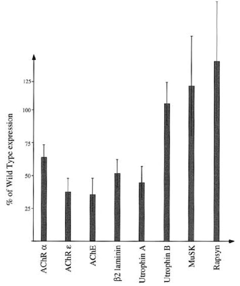 Relative expression of synaptic genes in transgenic muscles. The ... 