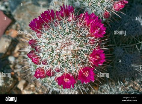 Mammillaria Hi Res Stock Photography And Images Alamy