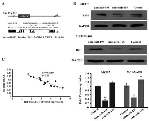 Upregulation Of Mir 195 Increases The Sensitivity Of Breast Cancer