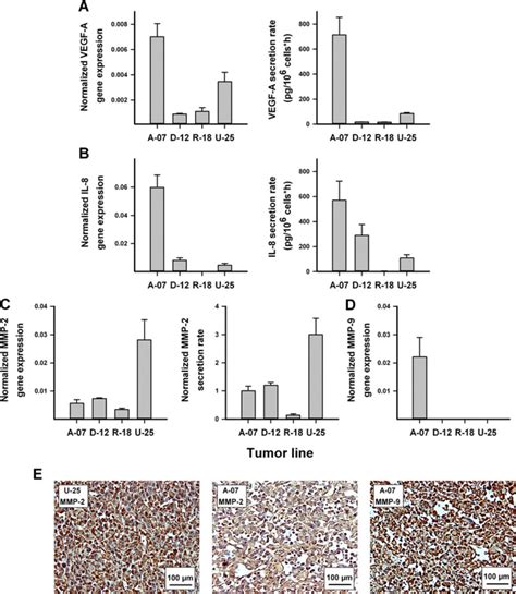 Gene Expression And Secretion Of Proteins Involved In Angiogenesis And