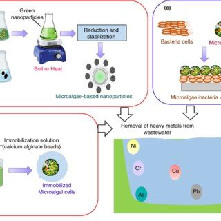 PDF Bioremediation Of Heavy Metals From Wastewater A Current