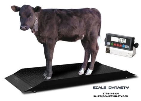 Heavy Duty Alleyway Livestock Scale For Weighing Larger Cattle And