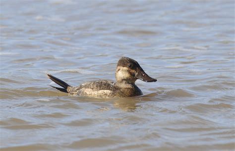 Ruddy Ducks Wildlife In Nature