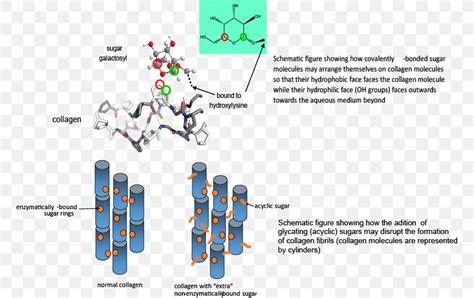 Glycation Collagen Glycosylation Diabetes Mellitus Molecule, PNG ...