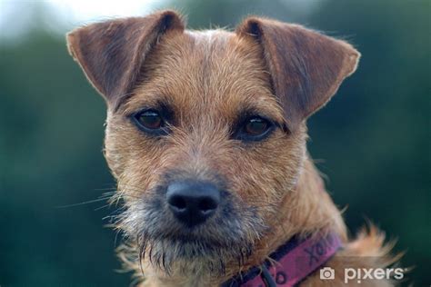 Fototapet Border Patterdale Terrier Cross Pixersdk