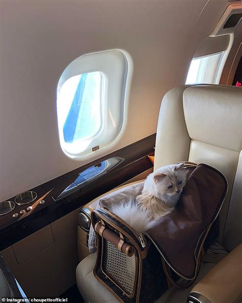 How is Karl Lagerfeld’s cat Choupette doing now - Home