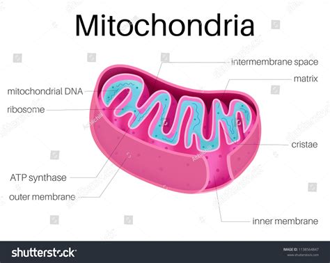 Mitochondria: Over 1,622 Royalty-Free Licensable Stock Vectors & Vector ...