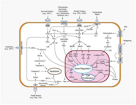 Signal Transduction V Overview Of Signal Transduction Pathways