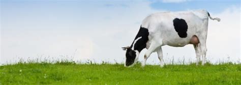 Stages Of Pinkeye In Cattle Vetericyn