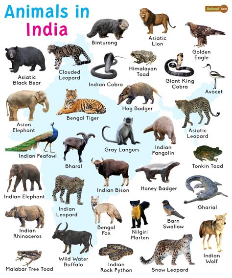 Mammals Images With Names 
