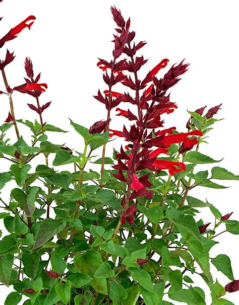 Salvia Roman Red 1 Gallon The Garden Corner