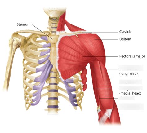 muscles that move the forearm Diagram | Quizlet