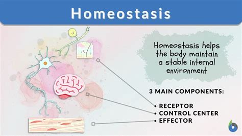 Homeostasis - Definition and Examples - Biology Online Dictionary