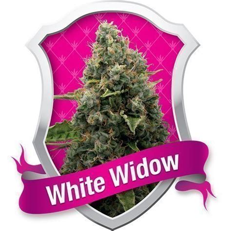 Buy Royal White Widow Feminised Seeds Royal Queen Seeds Dope Seeds