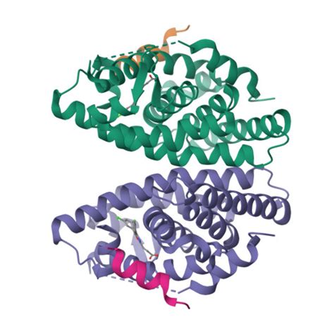 Rcsb Pdb B Crystal Structure Of Retinoic Acid Receptor Alpha