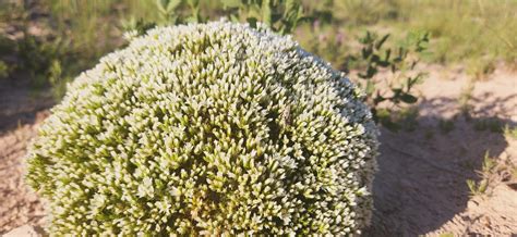 All the beautiful cacti and wildflowers blooming early at PNG as well