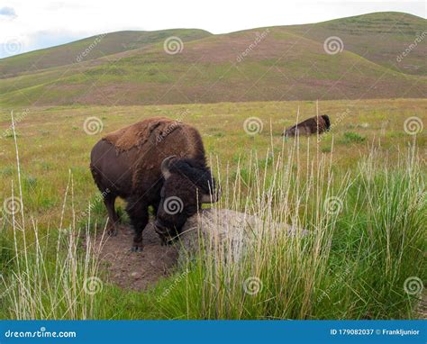 American Bison At The National Bison Range In Montana Usa Stock Image