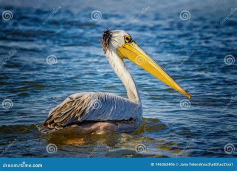 The Pink Backed Pelican Or Pelecanus Rufescens Is Floating In The Sea