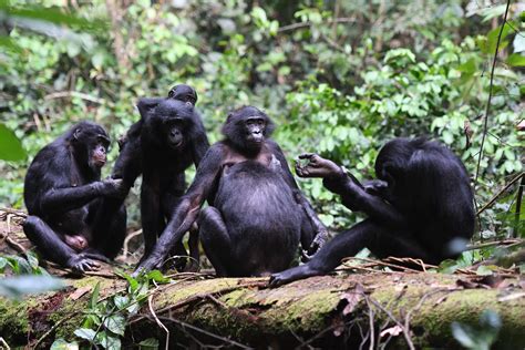 Un nou studiu despre comportamentul maimuțelor bonobo